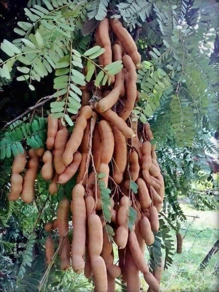 Tamarind (Khatubda) (આંબલી – ખાતુબડા જાત)